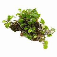 littletreedesignbiotopes836162