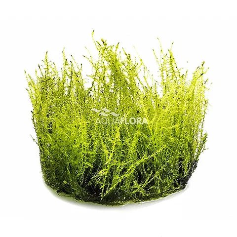 littletreedesignbiotopes836903