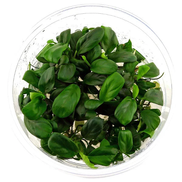 littletreedesignbiotopes836969