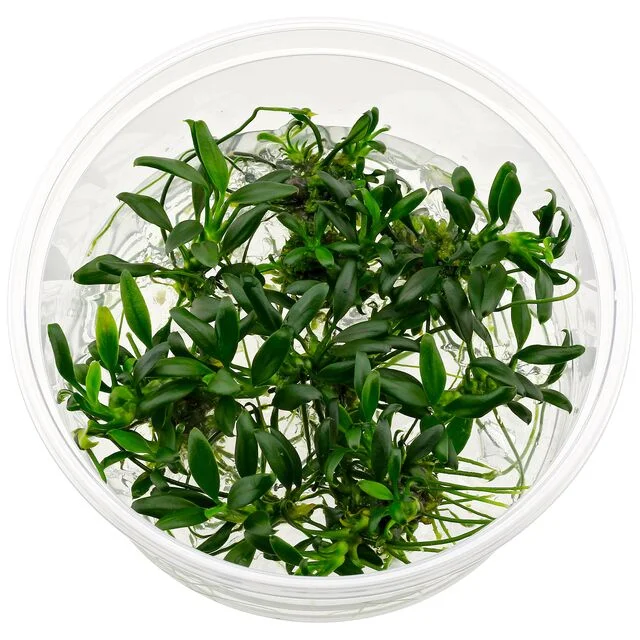 littletreedesignbiotopes837035
