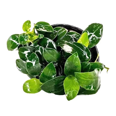 littletreedesignbiotopes837053