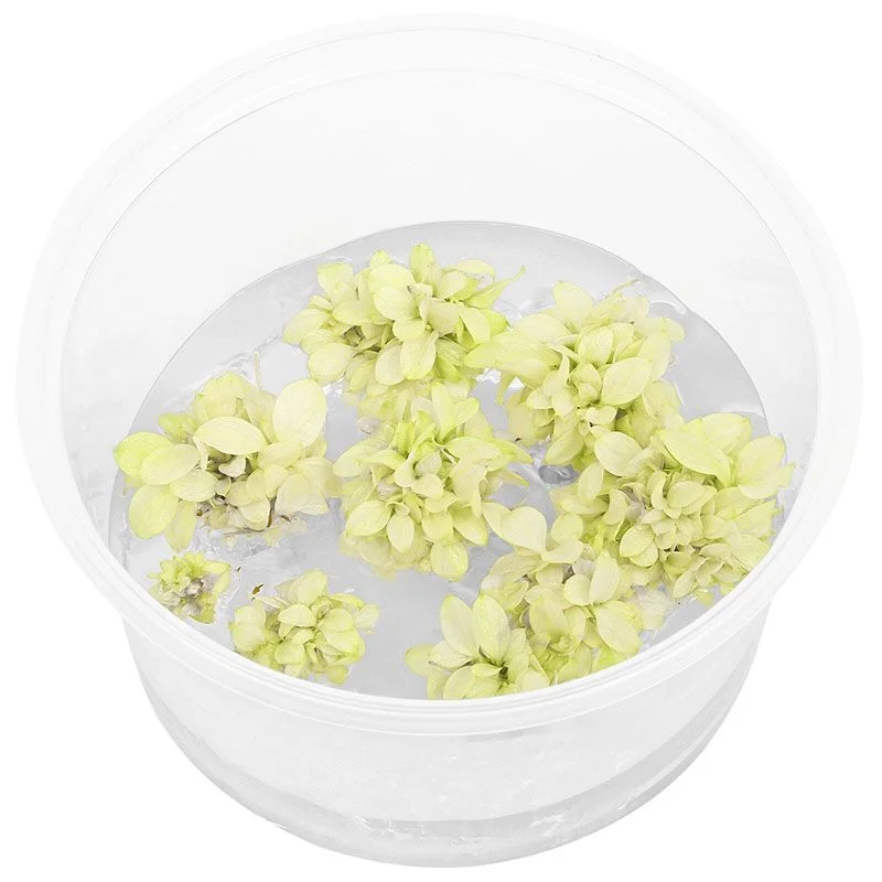littletreedesignbiotopes837077