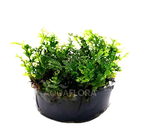littletreedesignbiotopes837092