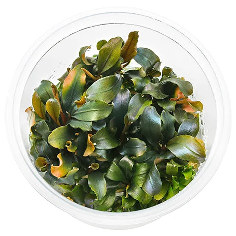 littletreedesignbiotopes837110