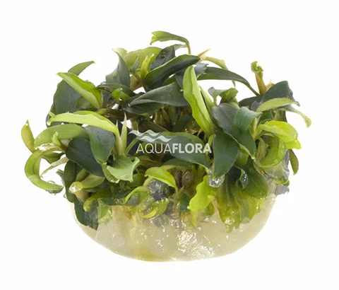 littletreedesignbiotopes837182