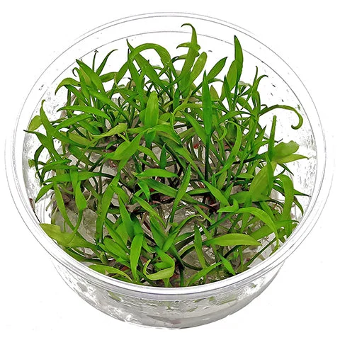 littletreedesignbiotopes837238