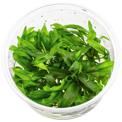 littletreedesignbiotopes837256