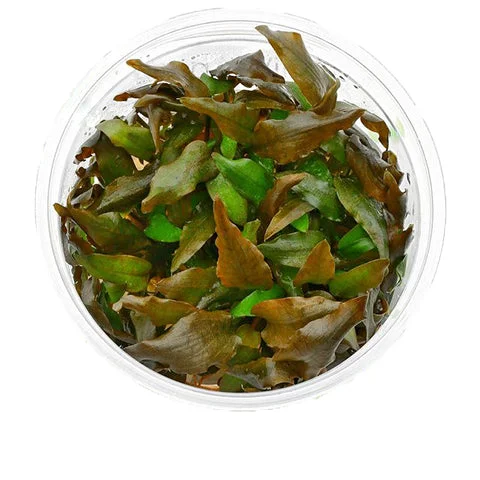 littletreedesignbiotopes837270