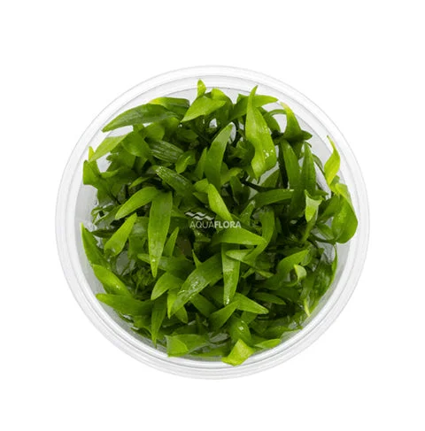 littletreedesignbiotopes837303