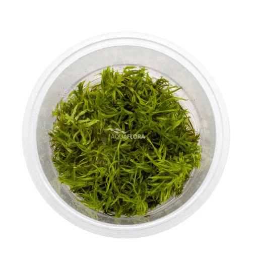littletreedesignbiotopes837323