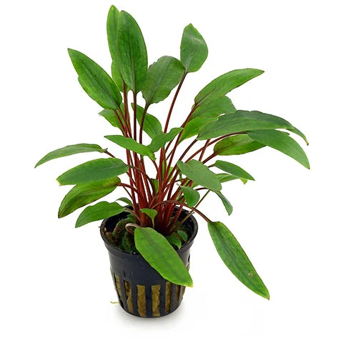 littletreedesignbiotopes837366