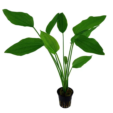 littletreedesignbiotopes837385