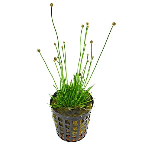 littletreedesignbiotopes837404