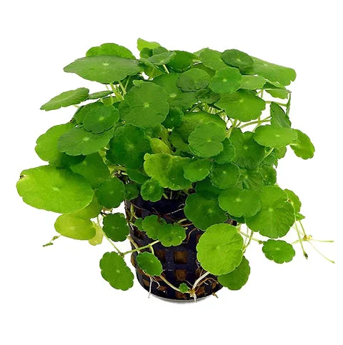littletreedesignbiotopes837439