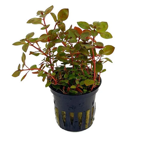 littletreedesignbiotopes837477