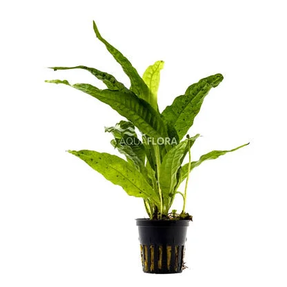 littletreedesignbiotopes837494