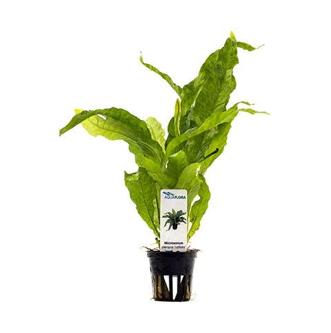 littletreedesignbiotopes837506