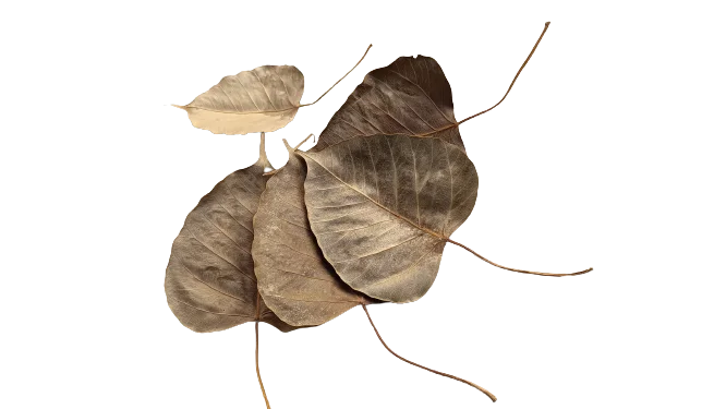 littletreedesignbiotopes837523