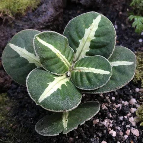 littletreedesignbiotopes837539