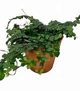 littletreedesignbiotopes837652