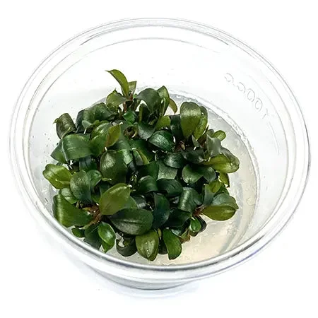 littletreedesignbiotopes837971