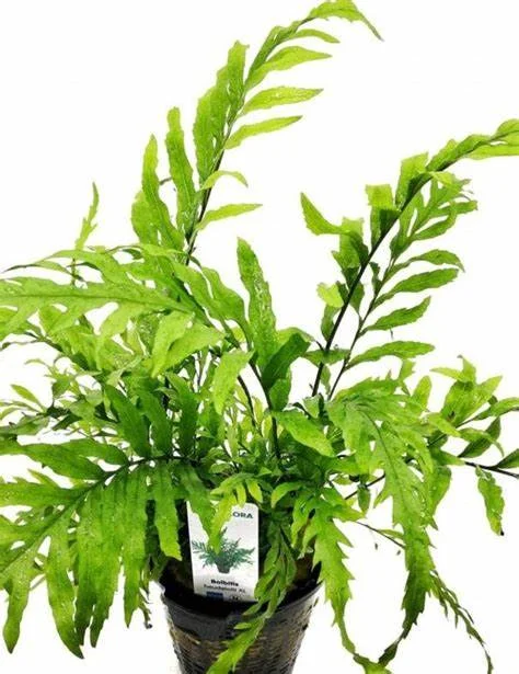 littletreedesignbiotopes837989