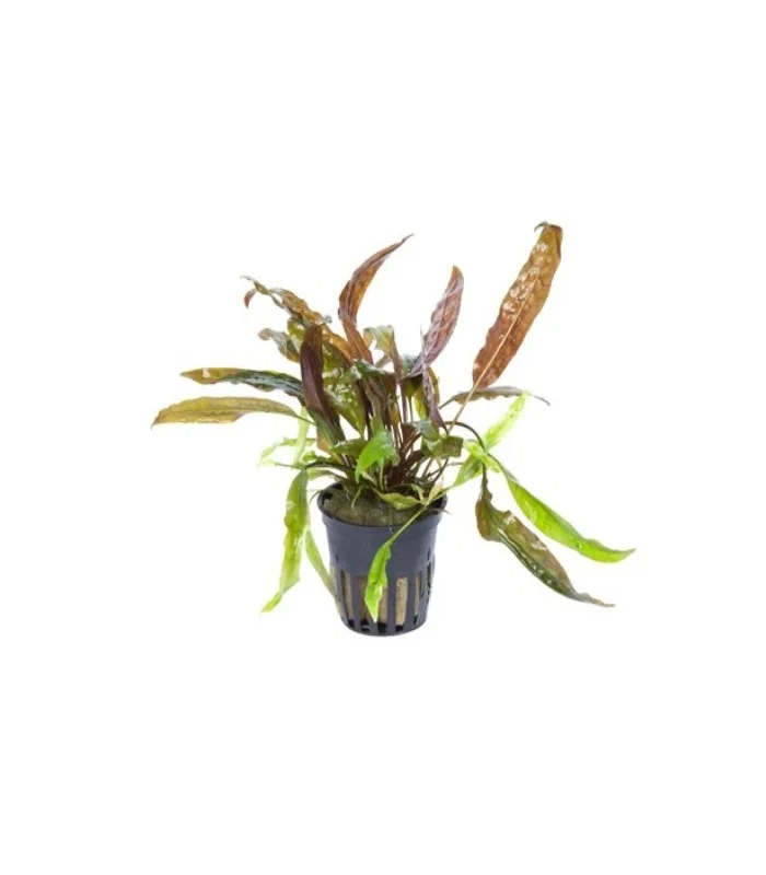 littletreedesignbiotopes838007