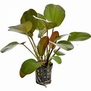 littletreedesignbiotopes838031
