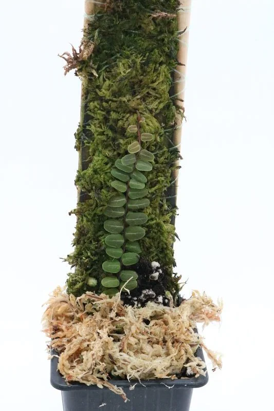 littletreedesignbiotopes838124