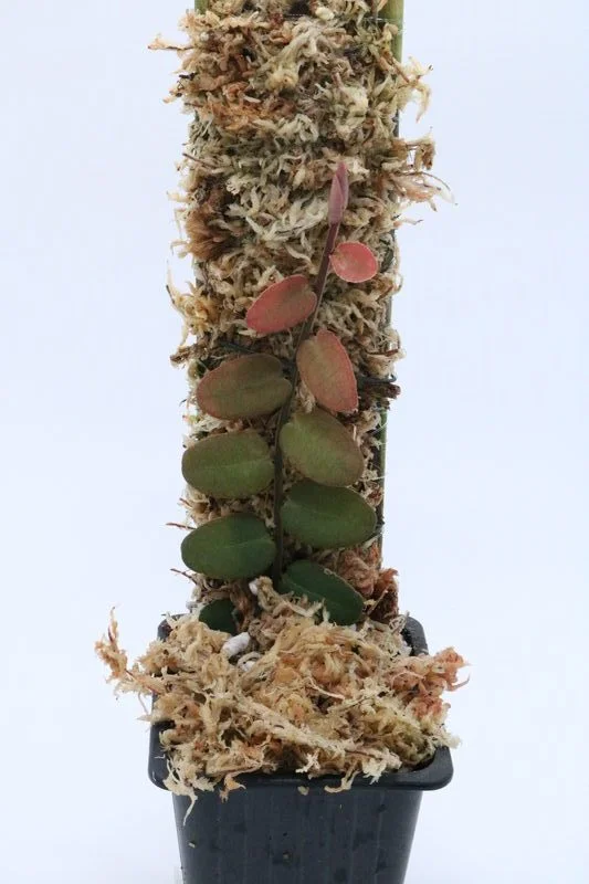 littletreedesignbiotopes838146