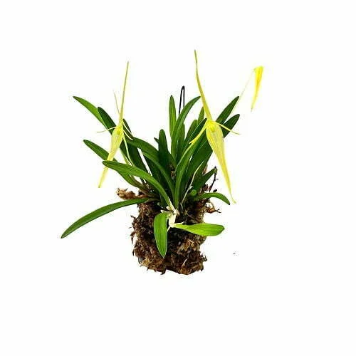 littletreedesignbiotopes838348