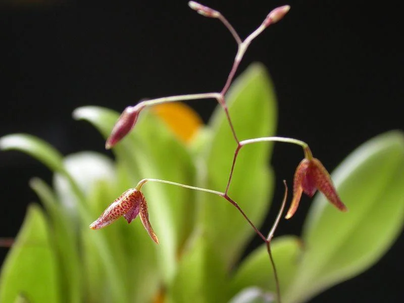 littletreedesignbiotopes838371