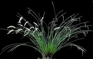 littletreedesignbiotopes838393
