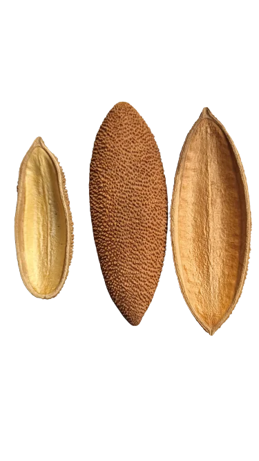 littletreedesignbiotopes838532