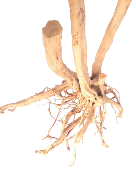 littletreedesignbiotopes839522