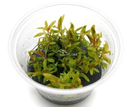 littletreedesignbiotopes839646