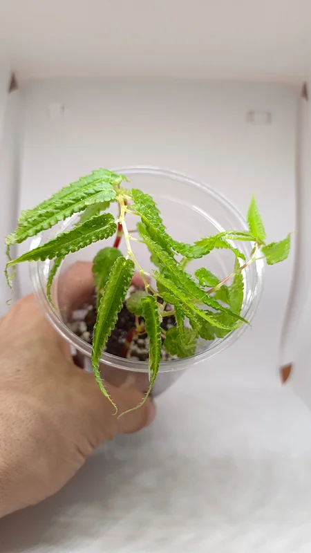 littletreedesignbiotopes839746