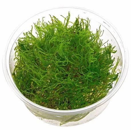 littletreedesignbiotopes840838
