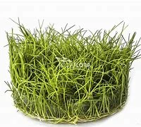 littletreedesignbiotopes840968