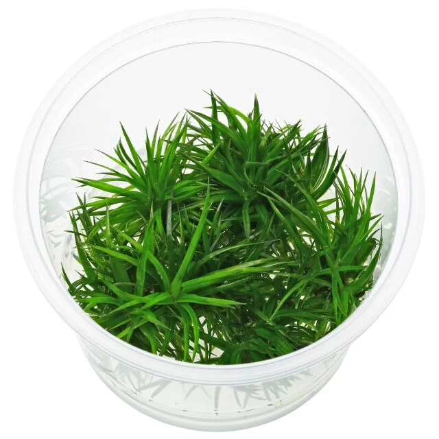 littletreedesignbiotopes840977