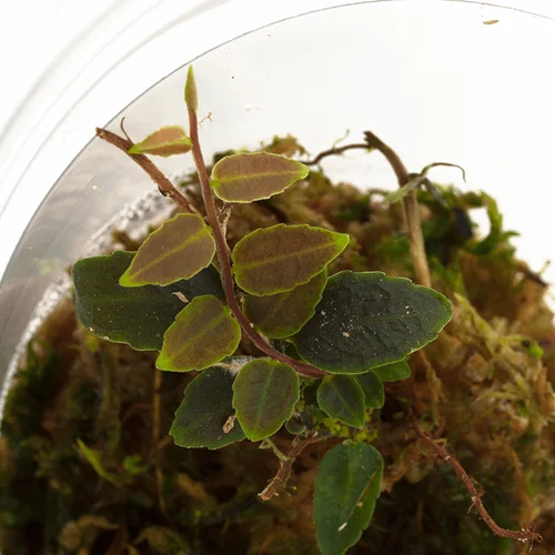 littletreedesignbiotopes841066