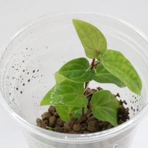 littletreedesignbiotopes841111