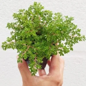 littletreedesignbiotopes841128
