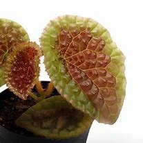 littletreedesignbiotopes841205