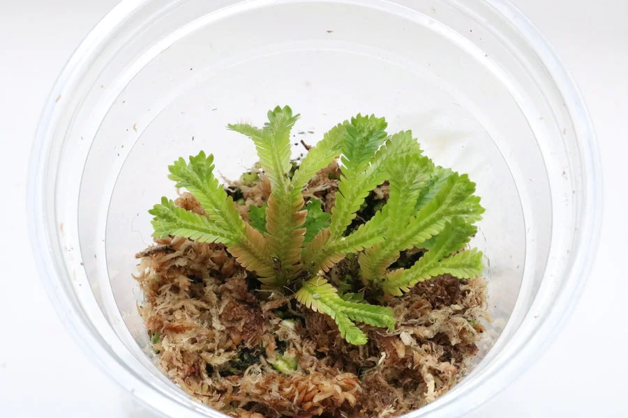 littletreedesignbiotopes841236