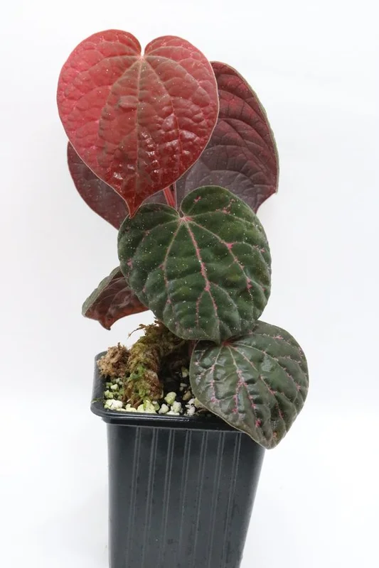 littletreedesignbiotopes841251