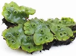 littletreedesignbiotopes841271