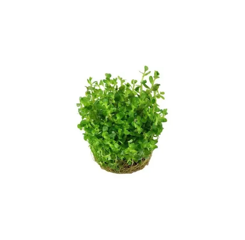 littletreedesignbiotopes841366