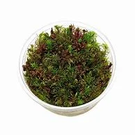 littletreedesignbiotopes841381
