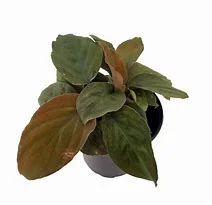 littletreedesignbiotopes841442